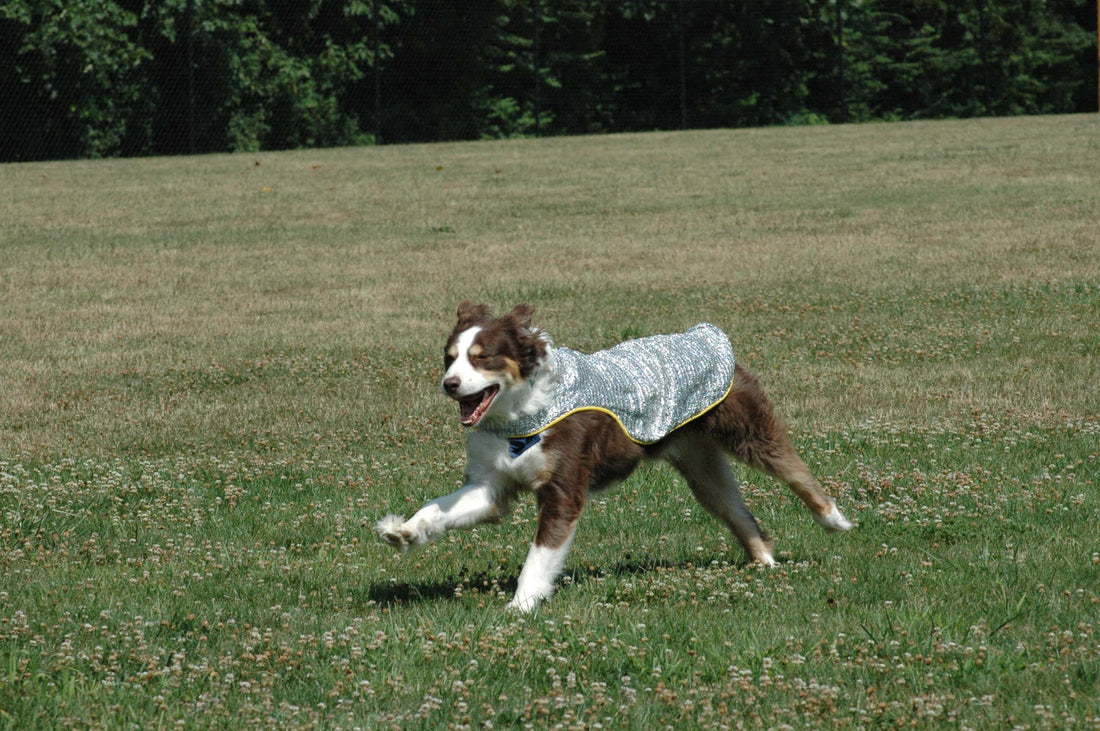 Search & Rescue Dogs Serve w/ Cooling Jackets