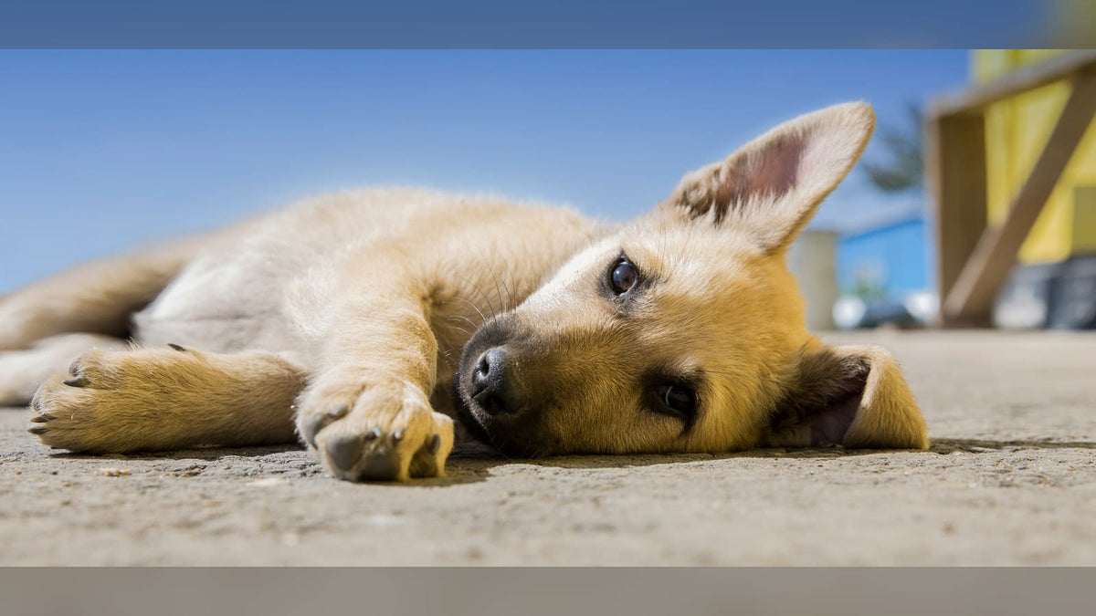 Puppy laying down outside on ground under the hot sun.
