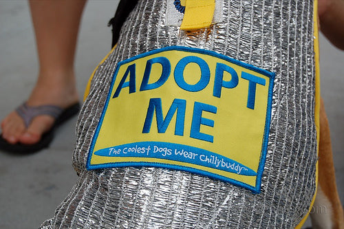 Long-Lasting Cool Solution For a Healthier Dog