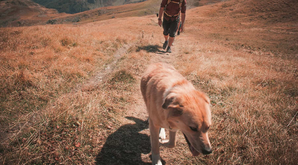 The Early Warning Signs of Overheating Every Runner and Hiker Should Know