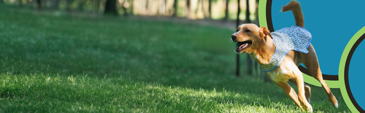 A tan dog running across a green grassy field wearing a silver cooling jacket, with a bright blue and green graphic overlay on the right side.