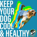A dog wearing cooling vest is shown mid-leap against a bright blue background with large white text reading 'KEEP YOUR DOG COOL & HEALTHY' and a circular 'CHILLYBUDDY' logo in the lower right.