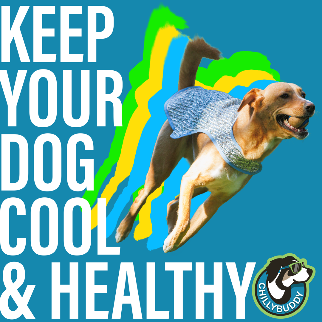 A dog wearing cooling vest is shown mid-leap against a bright blue background with large white text reading 'KEEP YOUR DOG COOL & HEALTHY' and a circular 'CHILLYBUDDY' logo in the lower right.