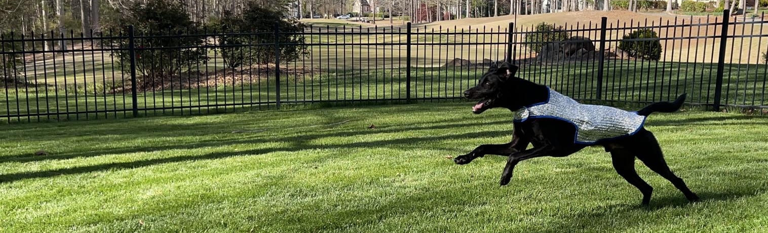 A black dog running across a green lawn wearing a silver cooling vest, with a black metal fence and trees in the background.