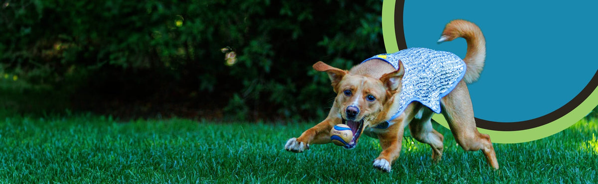 A brown dog wearing a silver Chillybuddy cooling vest runs across green grass while chasing a ball. 