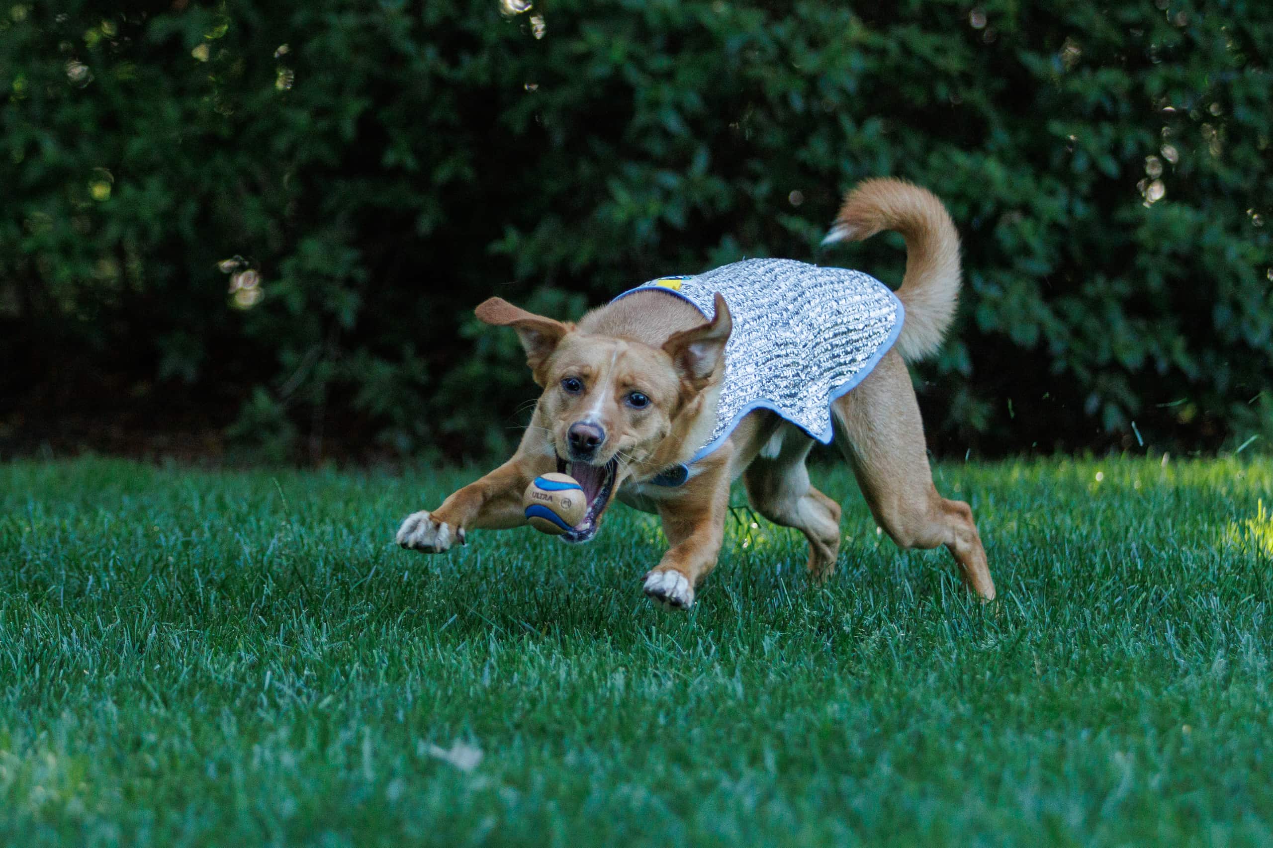 A tan dog running across green grass in a backyard, wearing a Chillybuddy cooling jacket and chasing a ball.