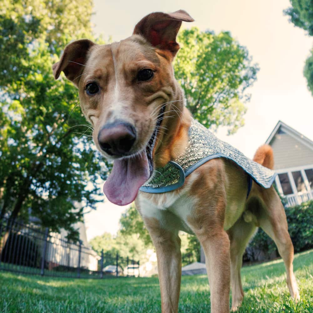 Chillybuddy Cooling Jacket